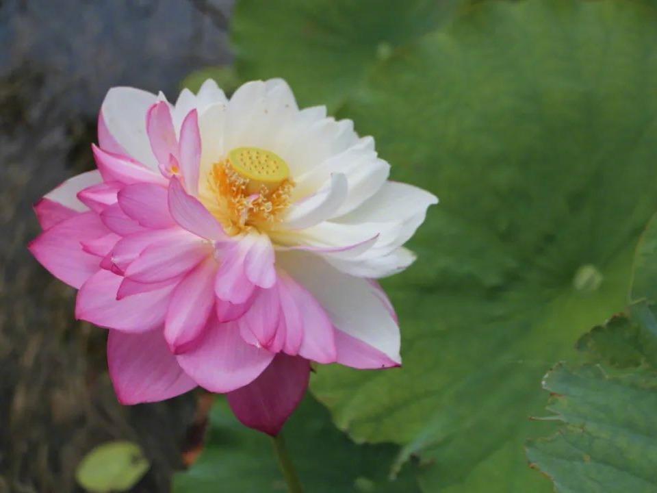 ピンクと白のツートンカラーのハスの花　雲南省