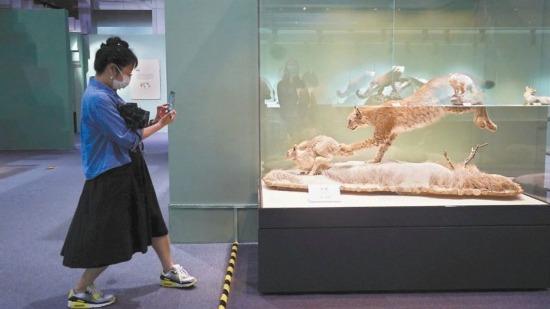 北京自然博物館で希少動物の標本50点展示する特別展が開催中