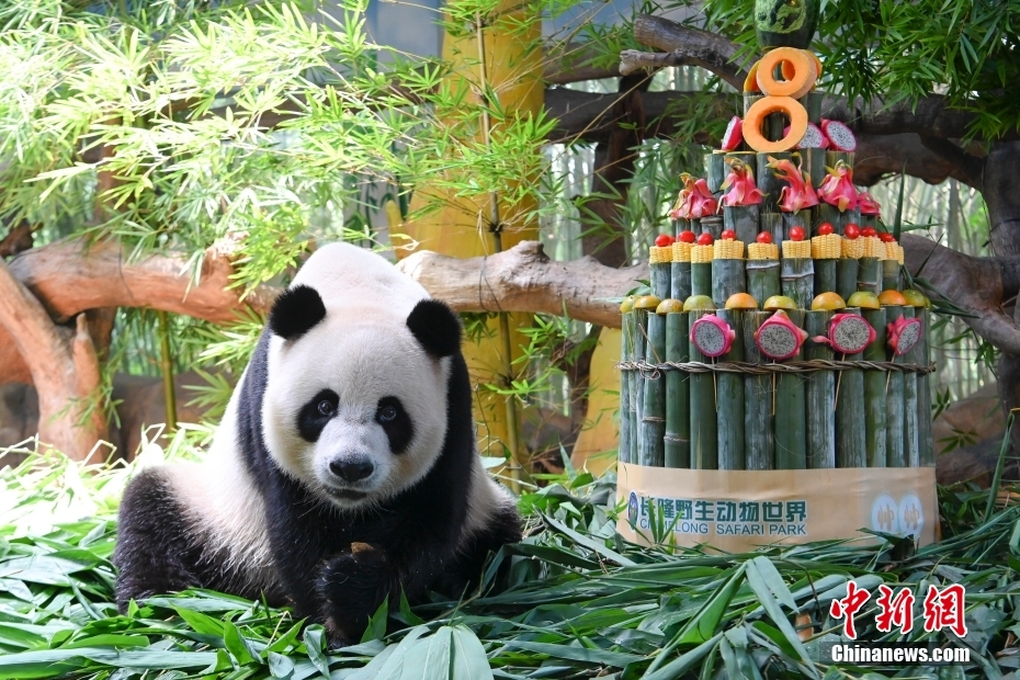 Panda Gergasi Kembar Tiga Sambut Hari Lahir