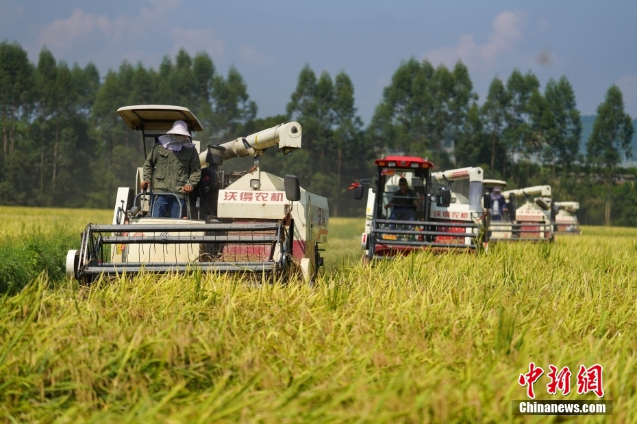 برداشت برنج در منطقه شی شیانگ تانگ منطقه خودمختار قوم جوآنگ گوانشی