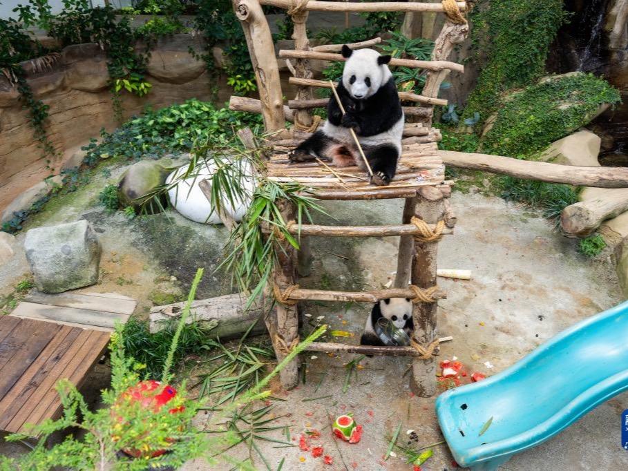 Xingxing dan Liangliang Sambut Hari Jadi di Zoo Negara