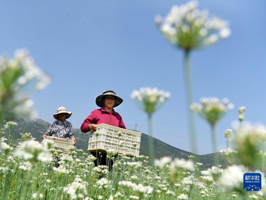 Musim Petik Bunga Kucai di Yiyuan