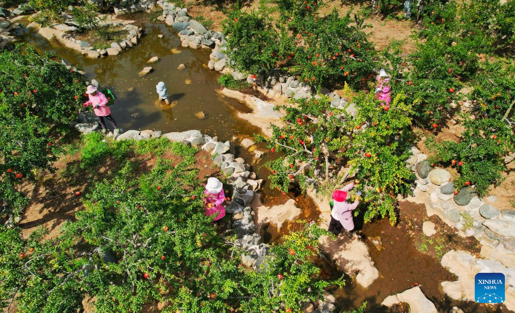 Αεροφωτογραφία από τις 9 Οκτωβρίου 2022 δείχνει τους χωρικούς να μαζεύουν ρόδια σε ένα κήπο στο Λιουγιουάν του Γιτσένγκ κοντά στην πόλη Ζαοτζουάνγκ, στην επαρχία Σανντόνγκ της ανατολικής Κίνας.