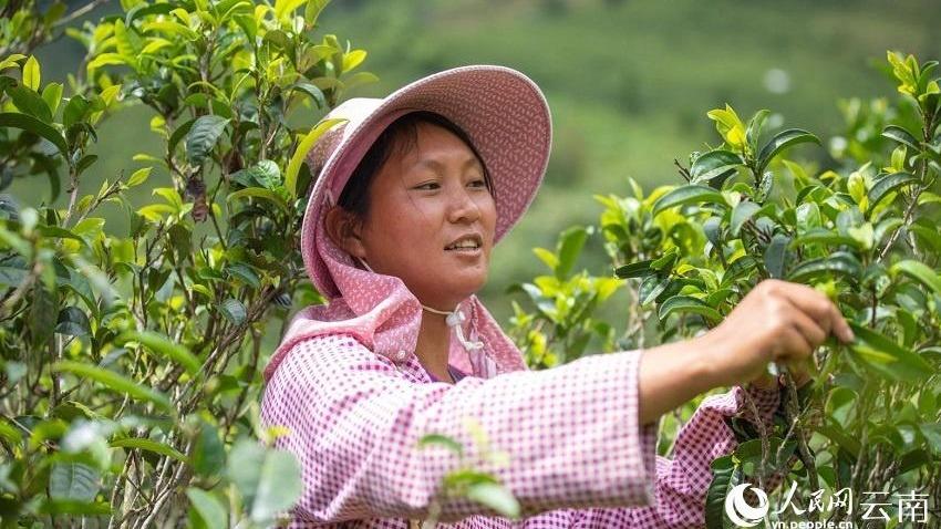 رونق مناطق روستایی، ارمغان صنعت چای چینا