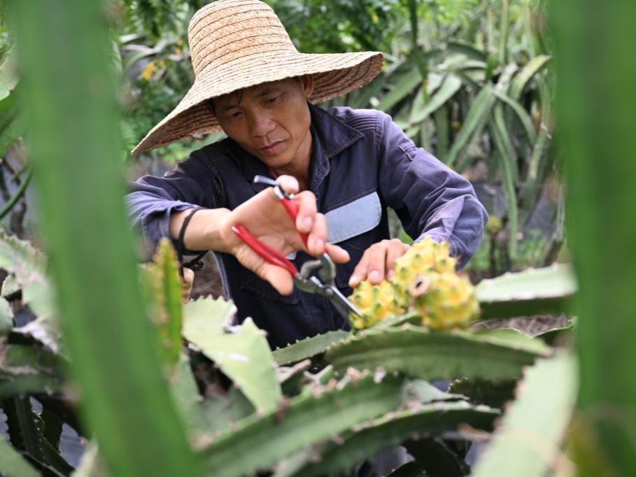 Tanaman Buah Naga Kuning, Penjana Pendapatan Petani