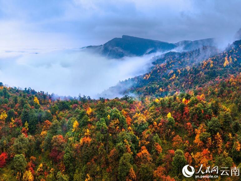 秋一色の雲南省彝良　艶やかに色づく木々