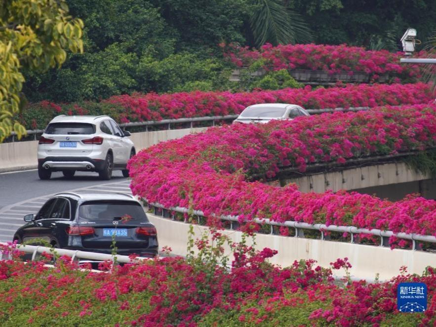 Keindahan Bandar Nanning Berkat Hiasan Bunga-bungaan