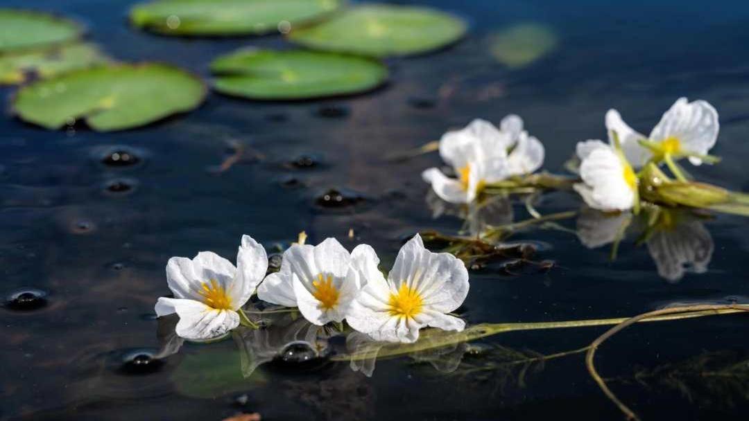گل‌های زیبای دریاچه «آرهای»