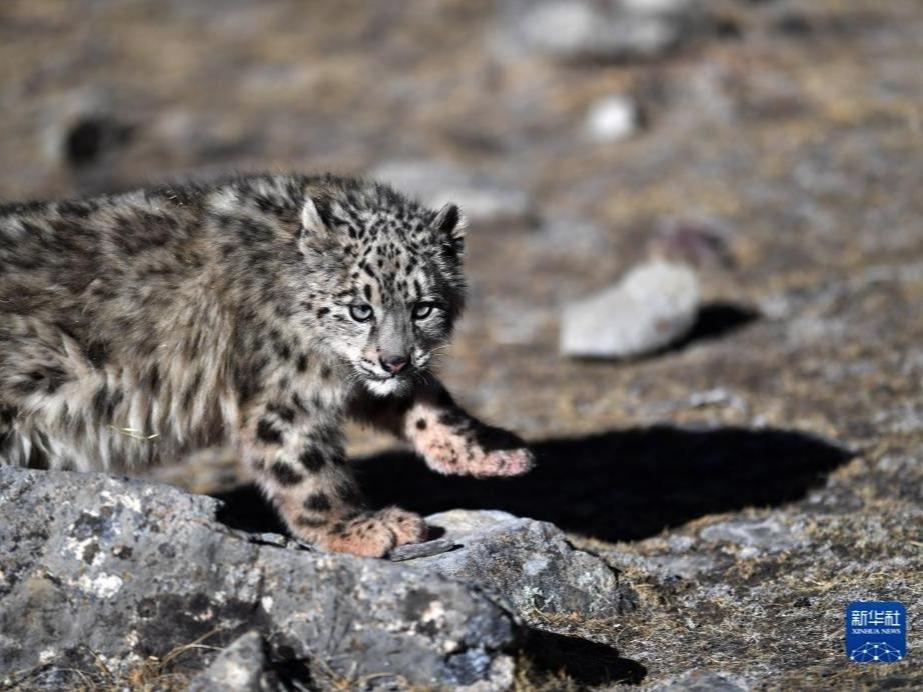 Harimau Bintang Salji Dibebaskan ke Alam Sekitar