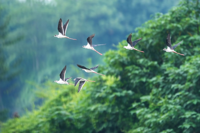 広州海珠国家湿地公園がIUCNのグリーンリストに登録