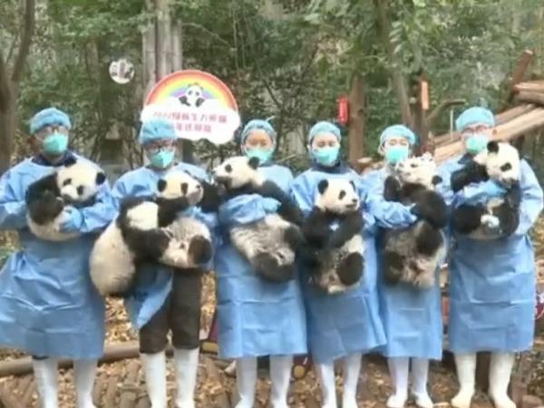 13 Anak Panda Dilahirkan di Pusat Panda Sichuan