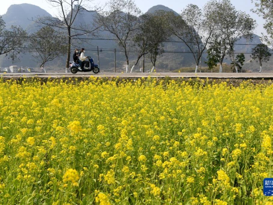 Bunga Sesawi Bermekaran di Selatan China