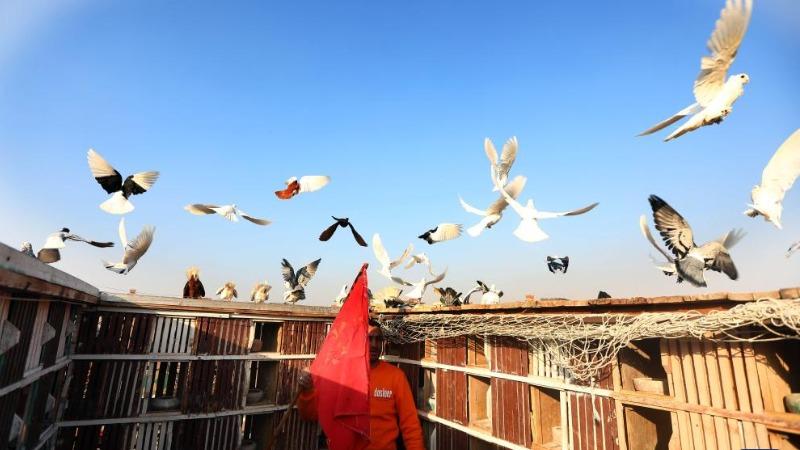 پرورش کبوتر، تجارت و سرگرمی محبوب مصری هاا
