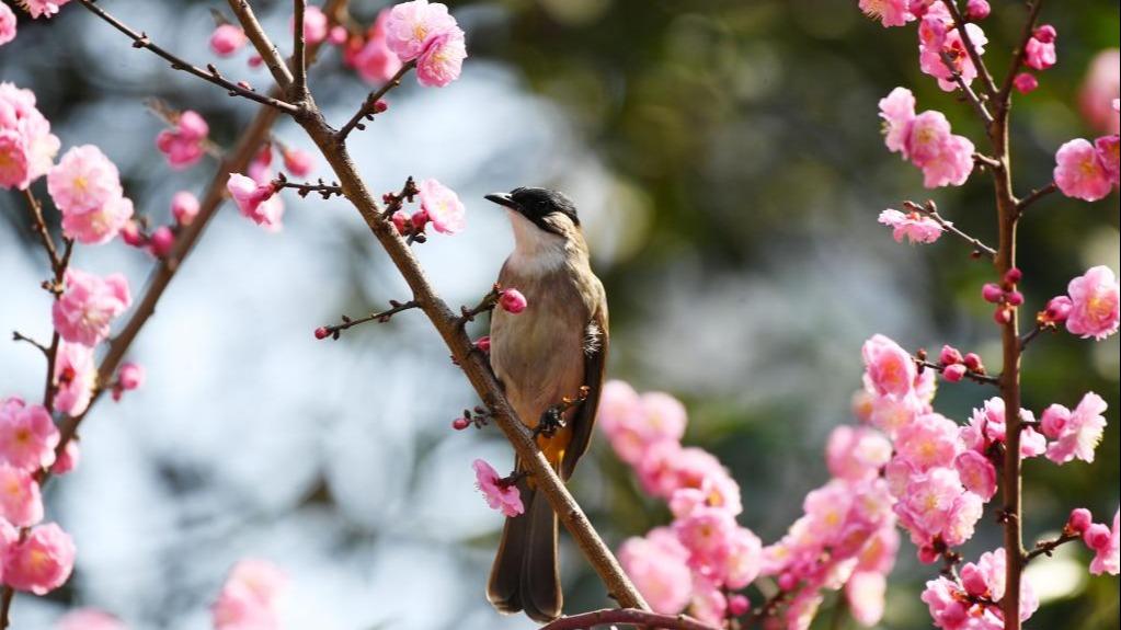 زیبایی‌های پرندگان و شکوفه‌های بهاری در سراسر چین به روایت تصاویرا