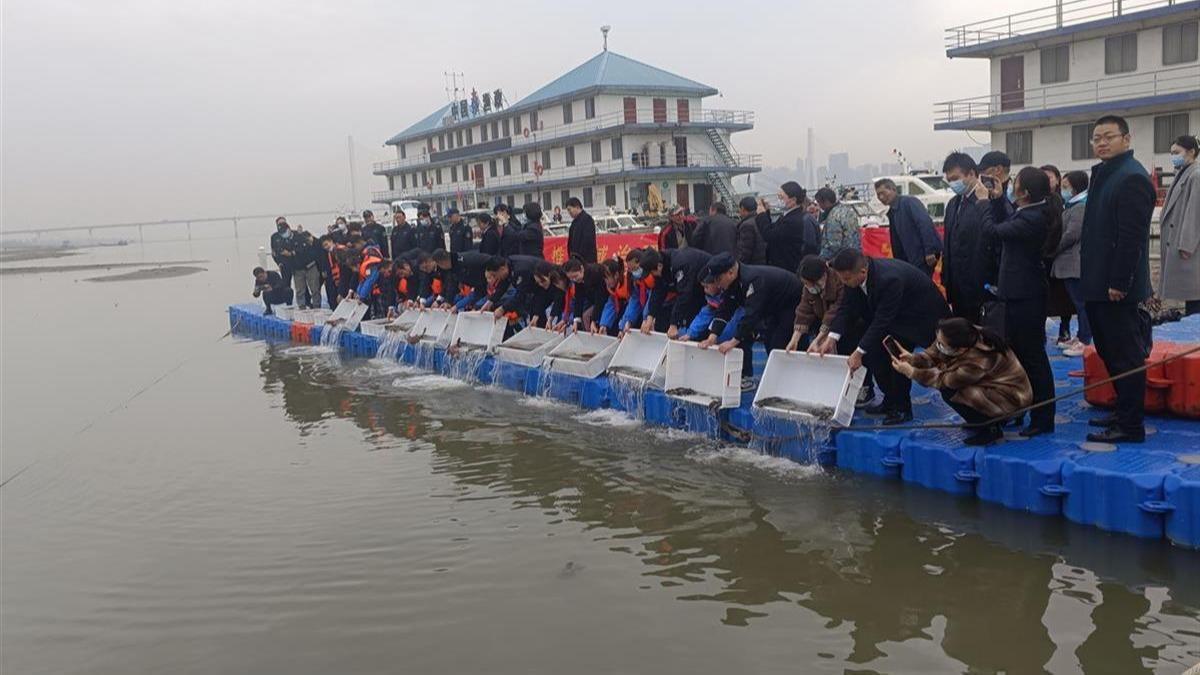 آزادسازی ماهی‌های نادر در رودخانه «یانگ‌تسه»ا