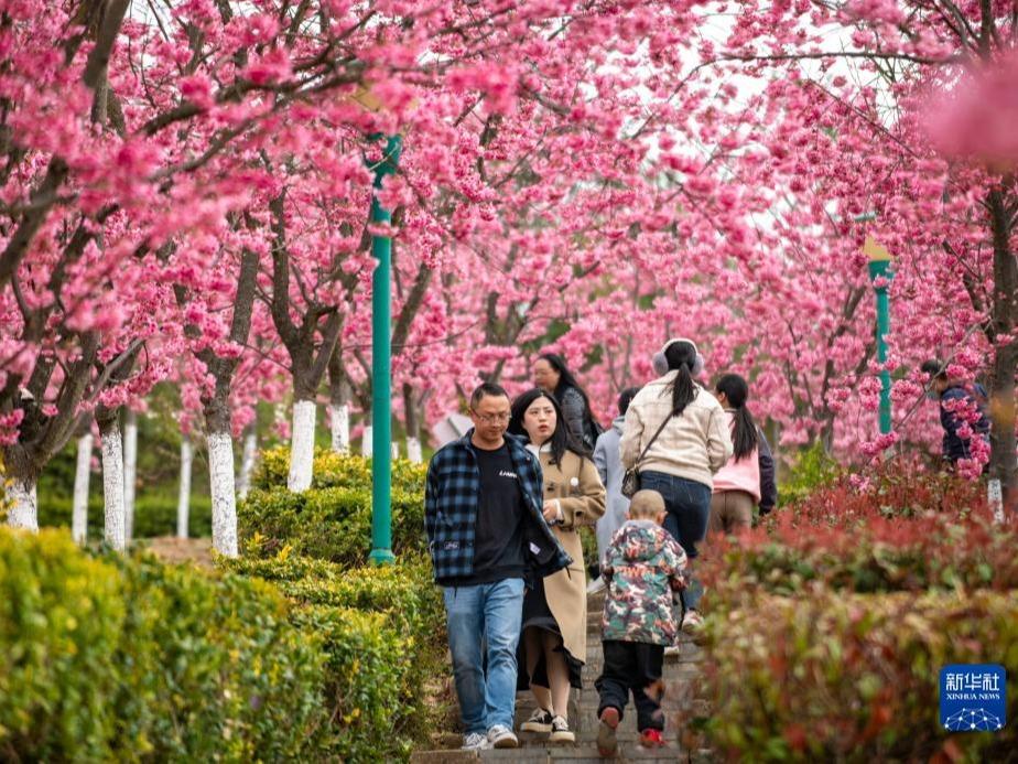 Bunga Sakura Mekar di Qujing