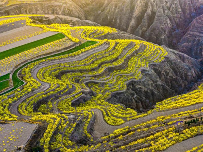 棚田を黄色く染めるレンギョウの花　山西省絳県