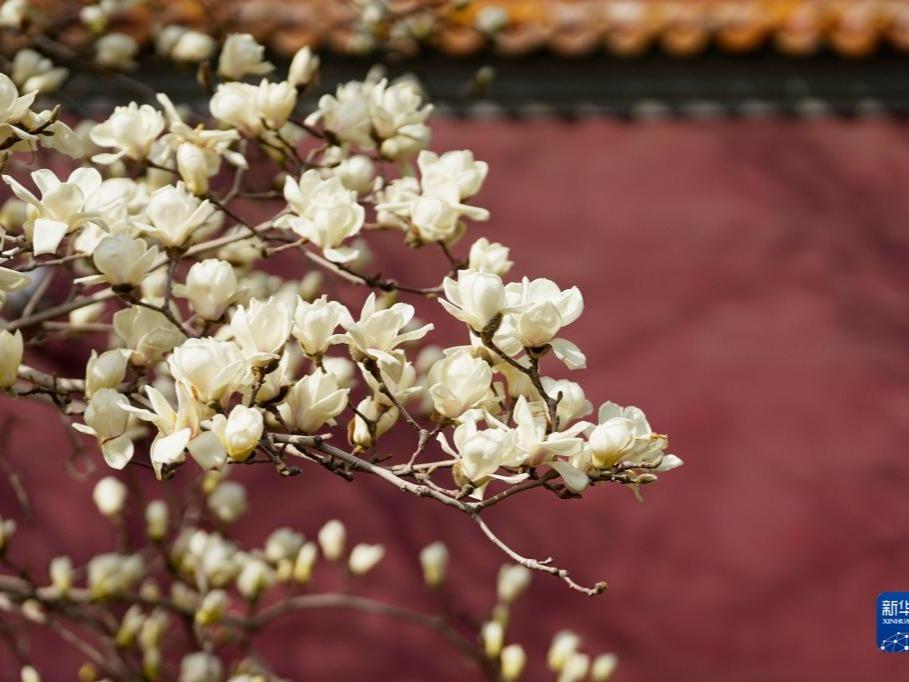 Bunga Magnolia Berkembang Mekar di Beijing