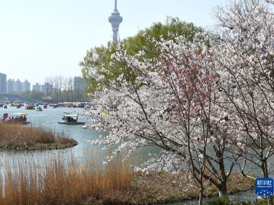 Panorama Musim Bunga di Taman Yuyuantan