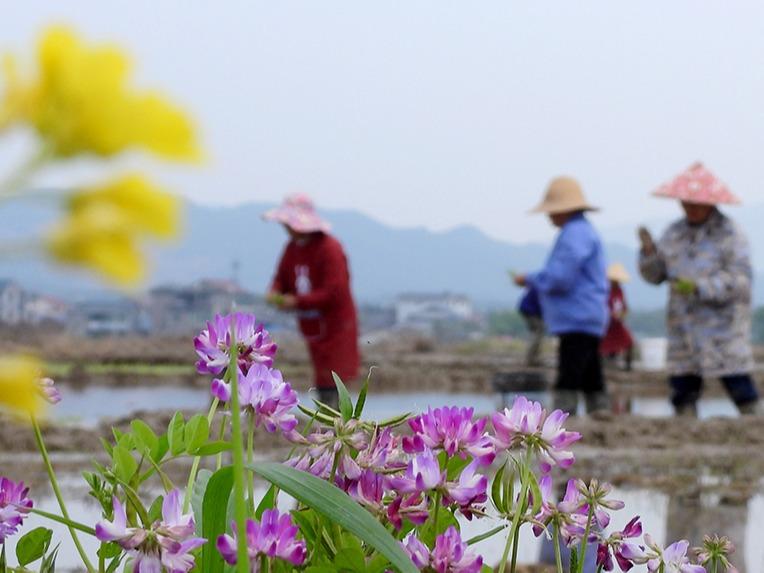 春の田植えシーズン到来　江西省峡江