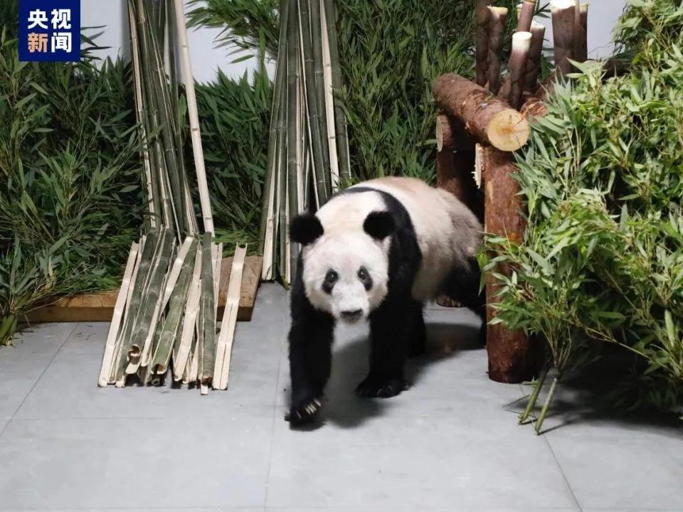 米国で飼育のパンダ「ヤーヤー」が北京動物園に到着
