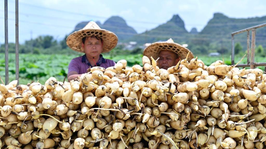الصورة: حصاد وافر لجذور اللوتس بمنطقة قوانغشي ذاتية الحكم لقومية تشوانغ في جنوبي الصين