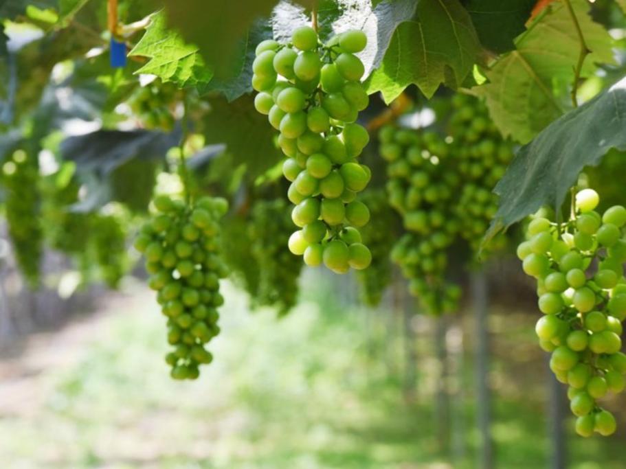 Industri Penanaman Anggur Berkembang Rancak di Hebei