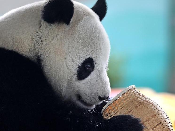 Cuaca Panas: Panda Seronok Nikmati Makanan dalam Sejuk