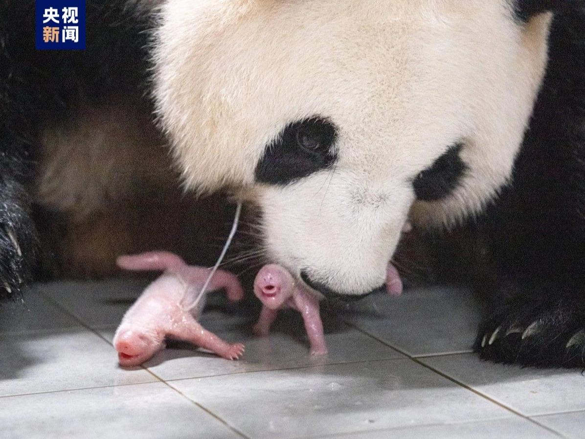 中国からのパンダ「アイバオ」 韓国で双子姉妹を出産