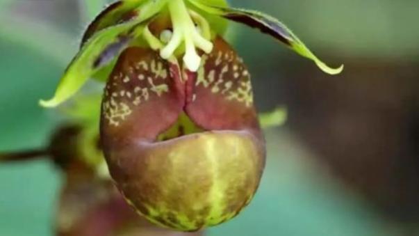 珍しいラン科植物 中国雲南省で発見