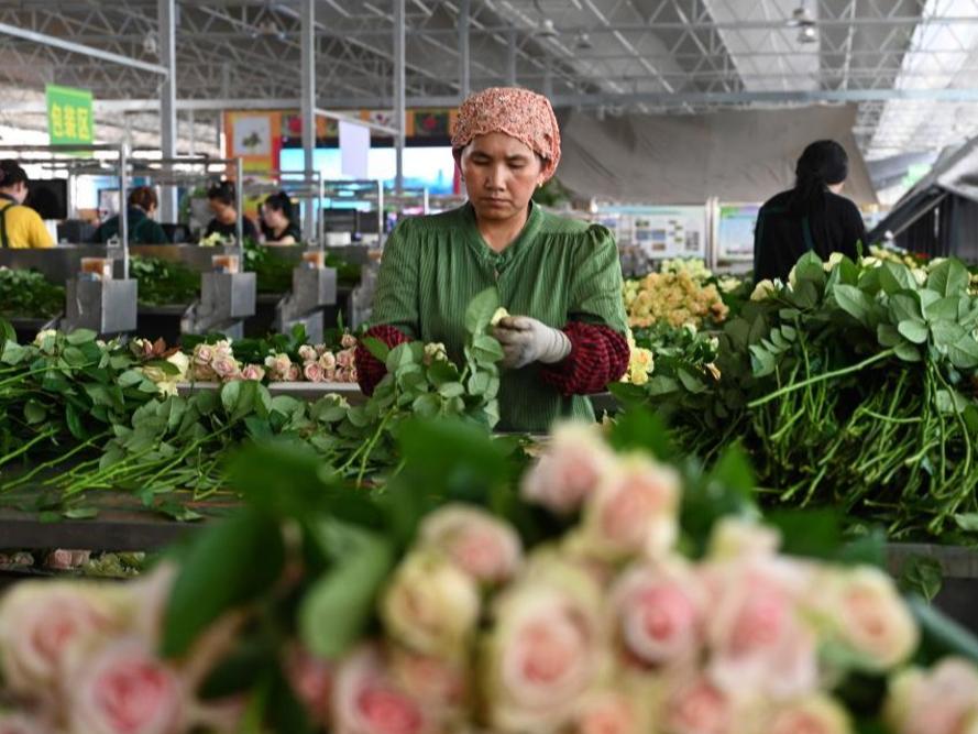 Industri Bunga Ros Potong Segar Rancak di Gansu