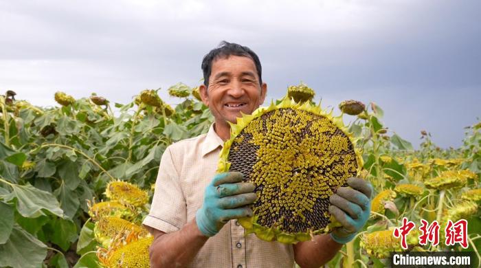 Tuaian Bunga Matahari Makmur Bawa Pulangan Lumayan kepada Petani di Xinjiang