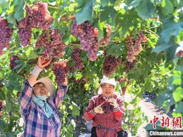 Anggur Masak Ranum di Xinjiang