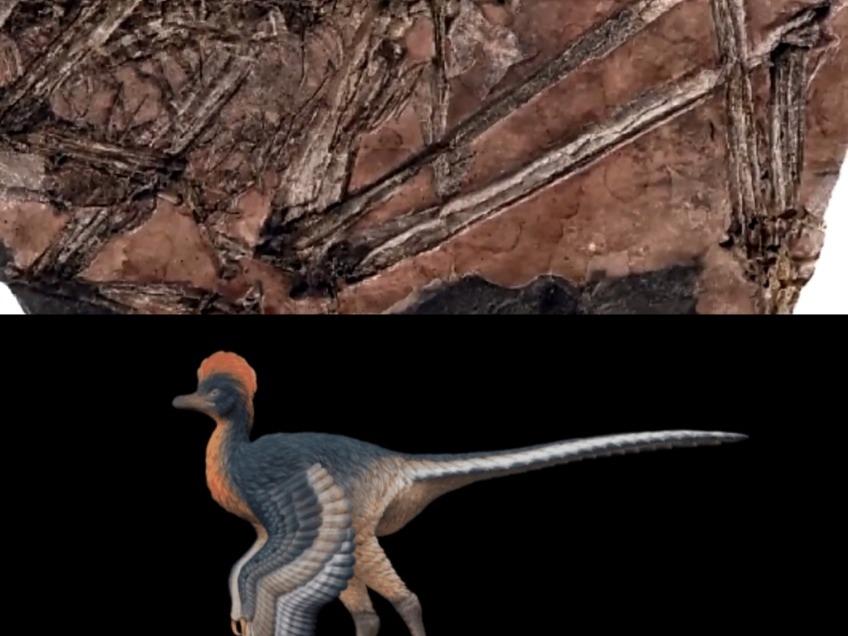 中国福建省で翼持つ恐竜の化石発見 鳥類進化の謎に重要なヒント