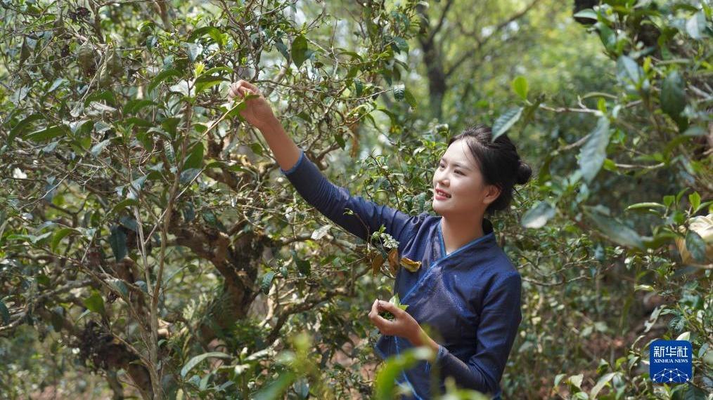 چشم انداز فرهنگی باستانی جنگل چای شهر پوئر-- پنجاه و هفتمین میراث جهانی چینا