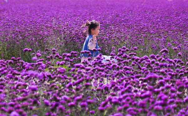 دشت های اسطوخودوس «شن یانگ»