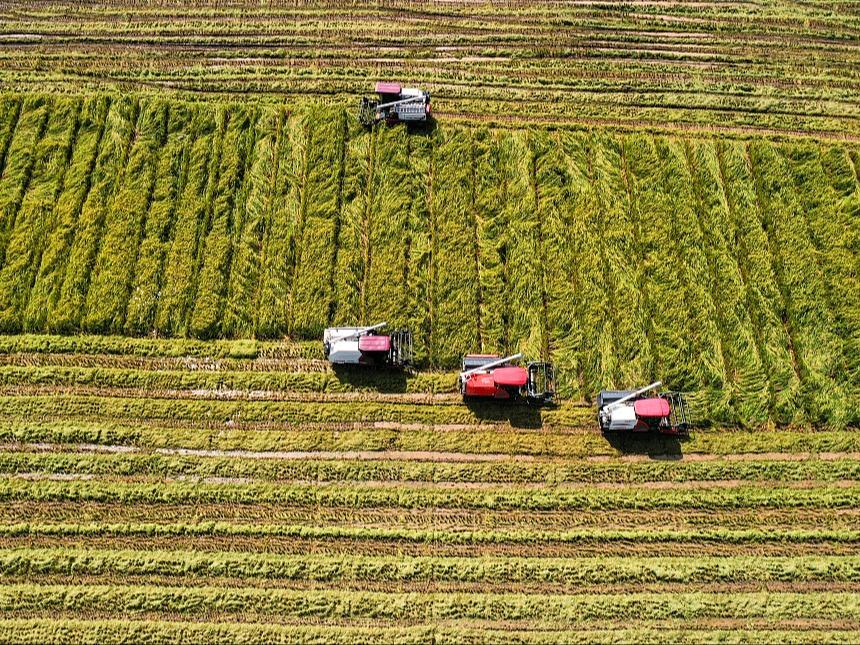 中国の交雑水稲 単位生産量の記録更新が続き、商業化も加速