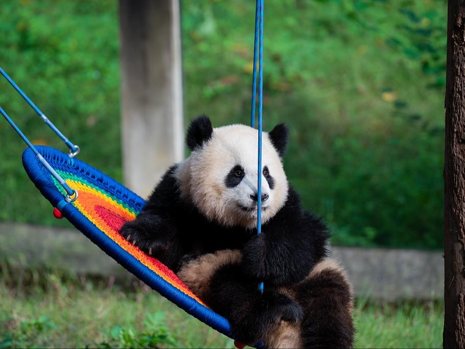 Panda Gergasi yang Comel di Chongqing