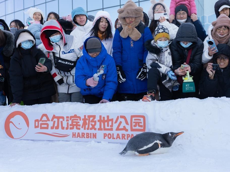 Harbin: Burung Penguin Gamit Pelancong