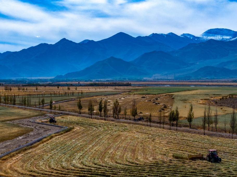 Menuai Rumput untuk Kegunaan Makanan Ternakan di Xizang