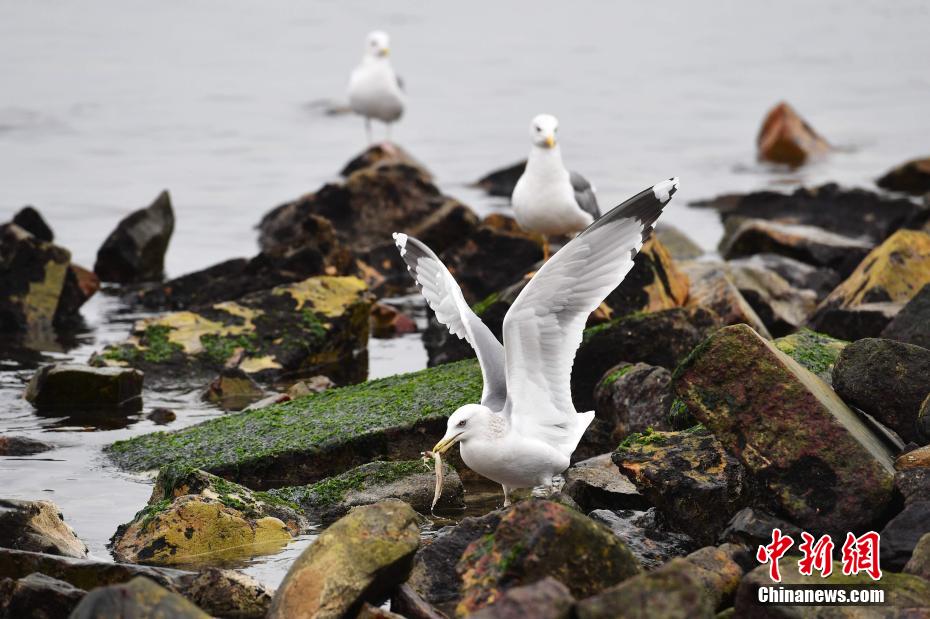 Pesisir Pantai di Qingdao Jadi Syurga Burung Hijrah