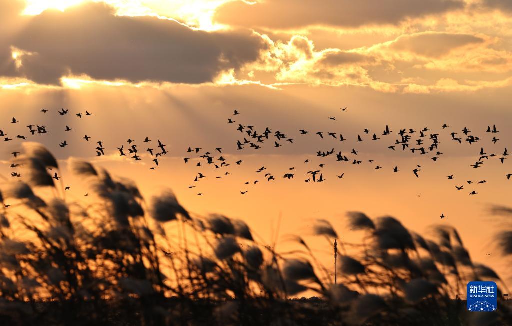 Kelompok Burung Hijrah Berhabitat di Delta Sungai Kuning