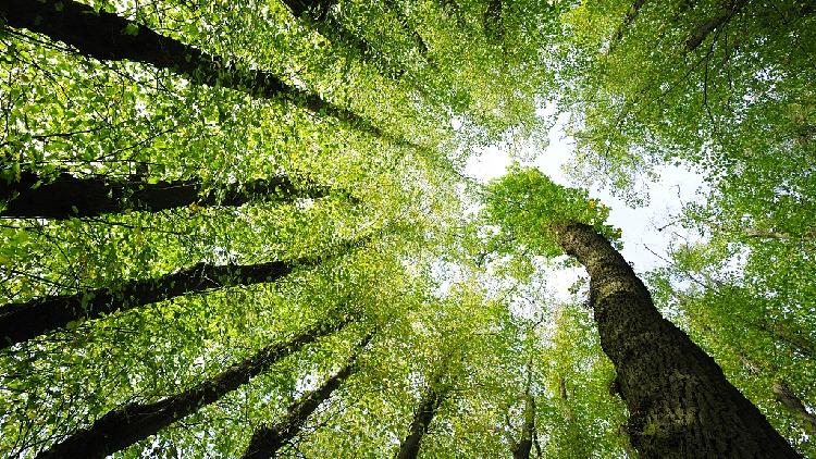 افزایش پوشش جنگلی پکن به 44.9 درصد طی سال 2023ا