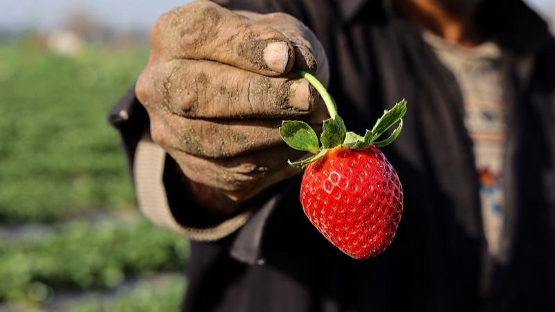 Manoma suna girbin strawberries a Masar