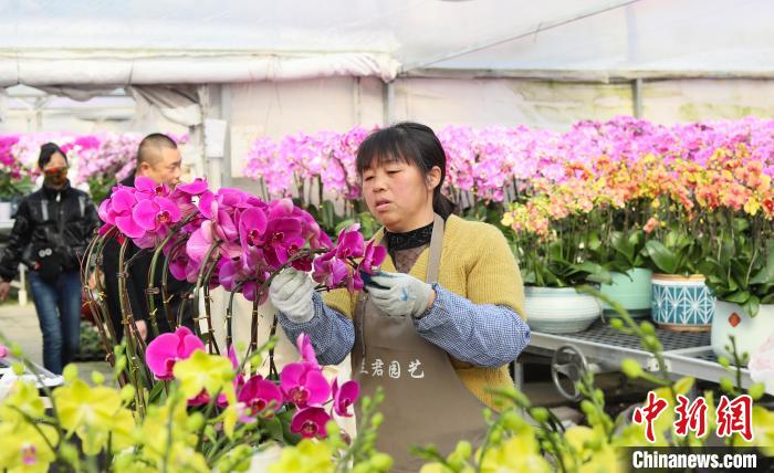 Bunga Orkid Berkembang Tambah Suasana Sambutan TBC