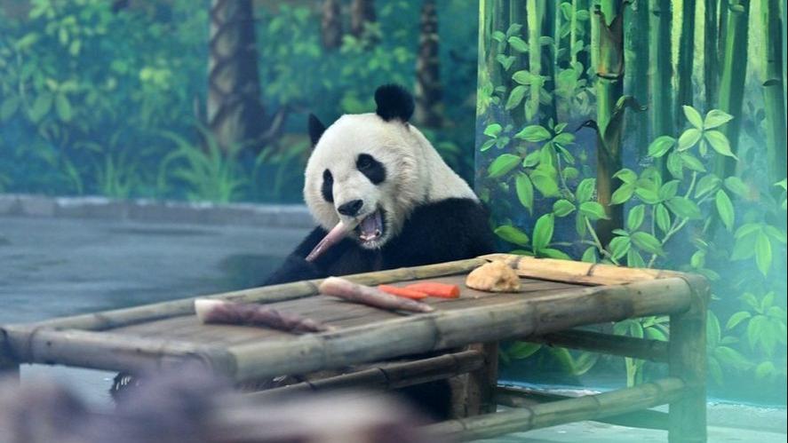 بازگشایی خانه پانداهای غول پیکر در باغ وحش تیان جین