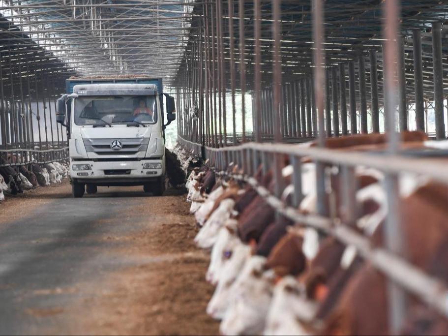 Ekonomi Bertunjangkan Industri Gaging Lembu di Fengdu