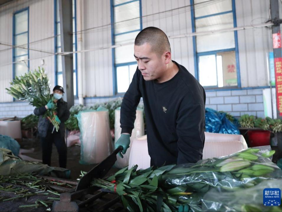 Industri Bunga-bungaan Berkembang Maju di Lingyuan