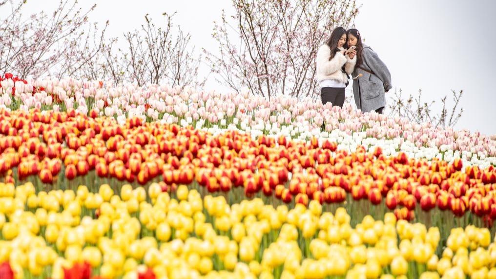 به گل نشستن لاله‌های رنگارنگ در «چونگ‌چینگ» + تصاویرا
