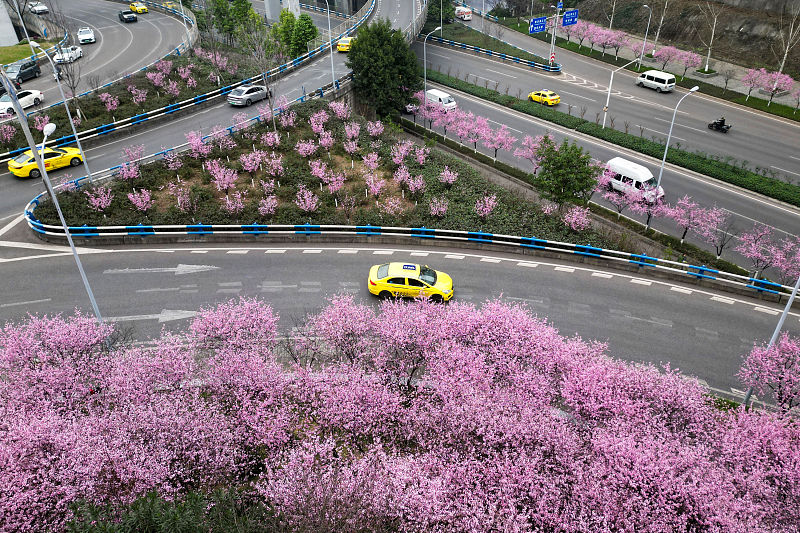 شکوفه‌های آلو در چونگ چینگ